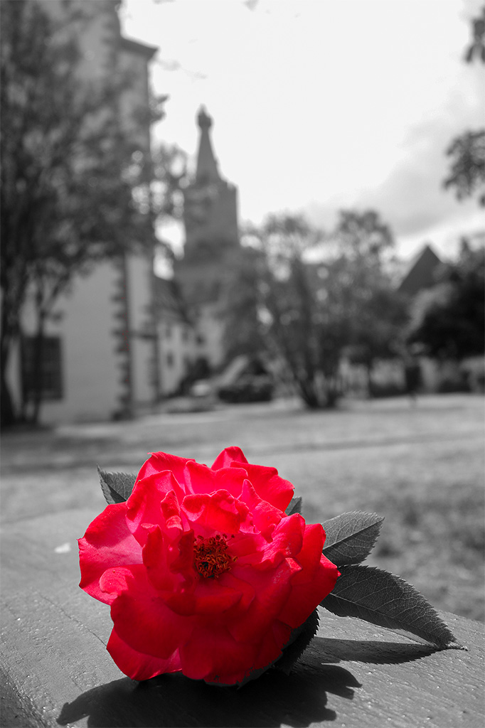 Detailaufnahme: rote Rose liegt am Boden
