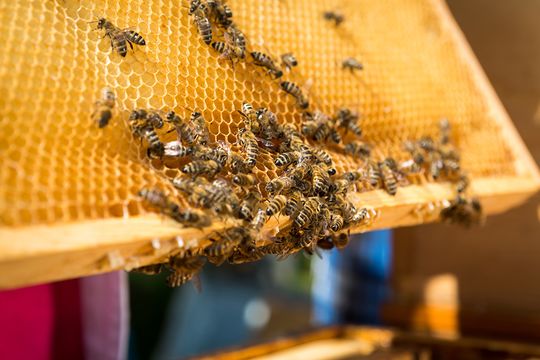 Nahaufnahme eines emsigen Bienenvolkes. Die Arbeiterinnen lagern Vorräte in den Waben des Bienenstocks ein.
