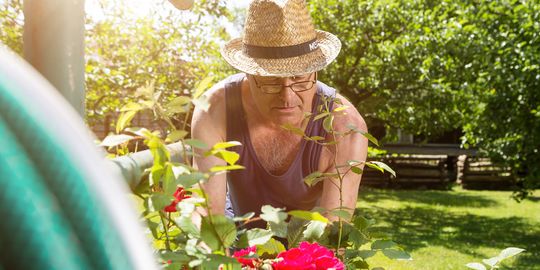 Ein älterer Herr mit Strohhut in Garten der Tagesstätte für Suchtkranke in Eisenberg kümmert sich um die rot blühenden Rosen.